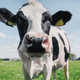 Image for article titled Mississippi Officials Urge Residents Not to Treat COVID-19 With Meds Designed for Cows and Horses